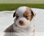 Small #1 Miniature Australian Shepherd