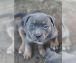 Small #2 American Pit Bull Terrier