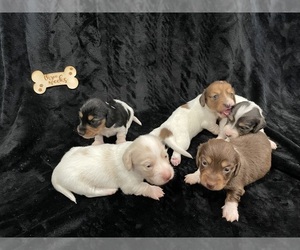 Dachshund Puppy for Sale in CLAREMORE, Oklahoma USA
