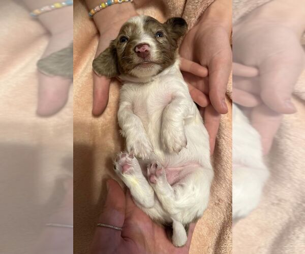 Medium Photo #1 Dachshund Puppy For Sale in BEMIDJI, MN, USA
