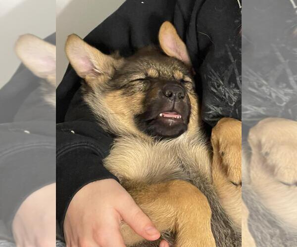 Medium Photo #3 Mutt Puppy For Sale in Andover, MN, USA