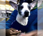 Small Rat Terrier Mix