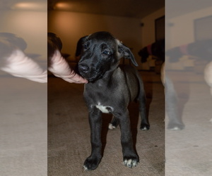 Great Dane-Siberian Husky Mix Puppy for sale in LONGVIEW, WA, USA