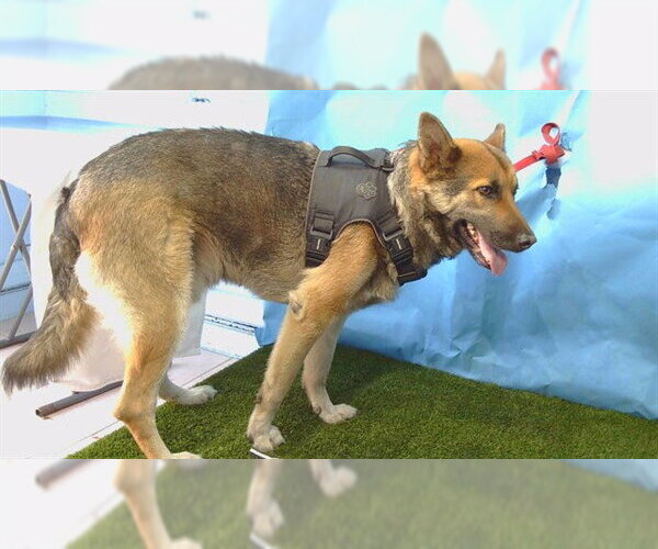 Medium Photo #1 German Shepherd Dog Puppy For Sale in Downey, CA, USA