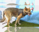 Small German Shepherd Dog