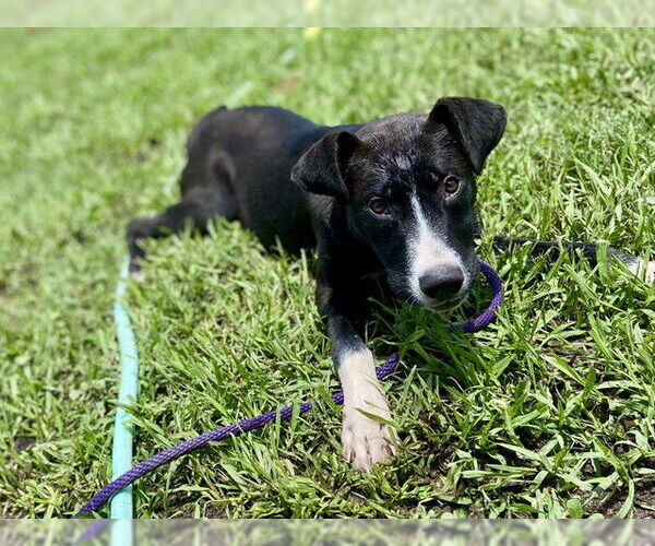 Medium Photo #2 American Pit Bull Terrier-Unknown Mix Puppy For Sale in Conroe, TX, USA