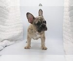 Small Photo #4 French Bulldog Puppy For Sale in VILLANOVA, PA, USA