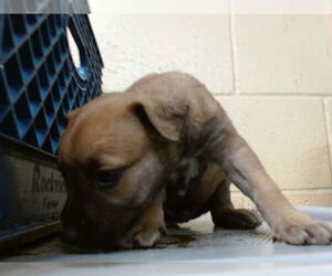 Mutt Dogs for adoption in Downey, CA, USA