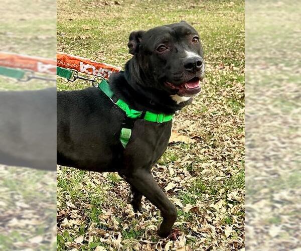 Medium Photo #3 Mutt Puppy For Sale in Louisville, KY, USA