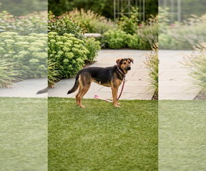 American Foxhound-Unknown Mix Dogs for adoption in Escondido, CA, USA