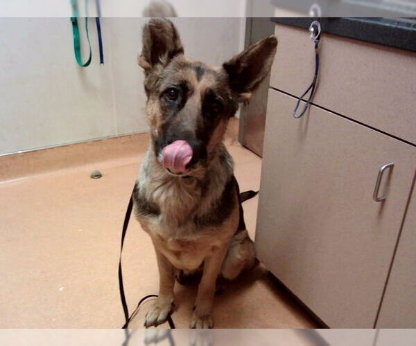 Medium Photo #1 German Shepherd Dog Puppy For Sale in Martinez, CA, USA