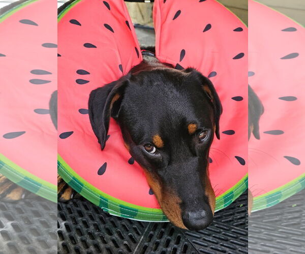 Medium Photo #4 Doberman Pinscher-Unknown Mix Puppy For Sale in Minneaoplis, MN, USA