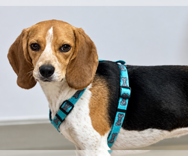Medium Photo #4 Beagle Puppy For Sale in Dunnellon, FL, USA