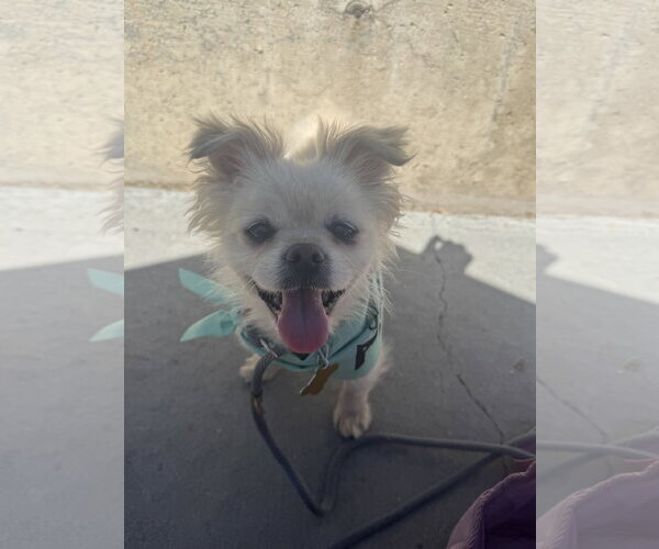 Medium Photo #3 Pomeranian Puppy For Sale in Sandy, UT, USA