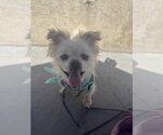 Small #2 Pomeranian