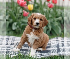 Goldendoodle Puppy for sale in NARVON, PA, USA