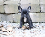 Small Photo #10 French Bulldog Puppy For Sale in LAWRENCEVILLE, GA, USA