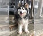Small Photo #1 Pomsky Puppy For Sale in SAVOY, MA, USA