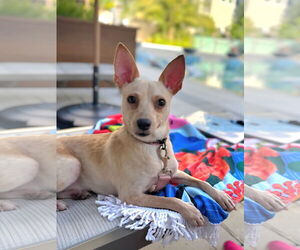 Rat Terrier Dogs for adoption in Royal Palm Beach, FL, USA