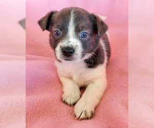 Chihuahua-Unknown Mix Dogs for adoption in Corona, CA, USA