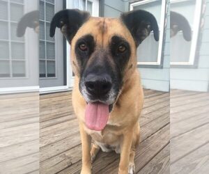 Boxer-German Shepherd Dog Mix Dogs for adoption in AURORA, CO, USA