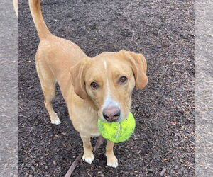 Labrenees Dogs for adoption in Techny, IL, USA