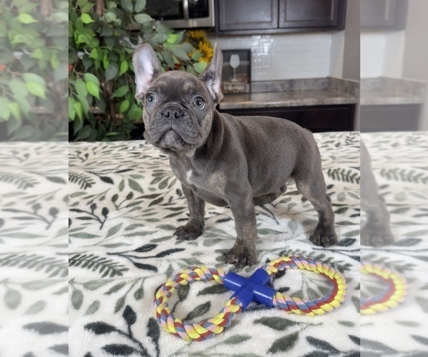 Medium Photo #3 French Bulldog Puppy For Sale in GREENWOOD, IN, USA