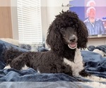 Small #9 Poodle (Standard)