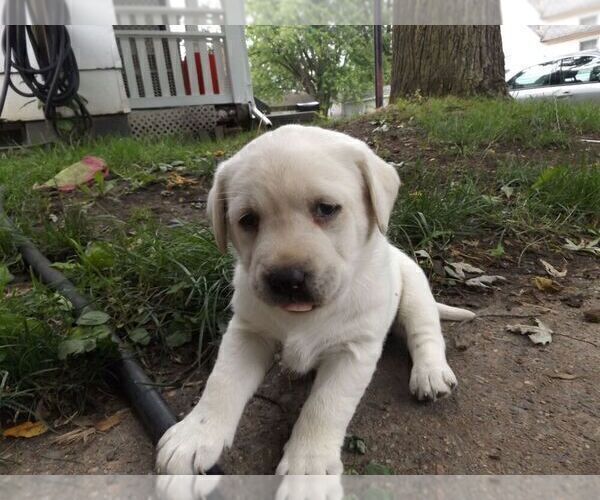 Medium Photo #12 Labrador Retriever Puppy For Sale in DAVENPORT, IA, USA