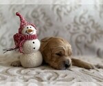 Small #11 Golden Retriever