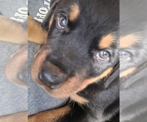 Rottweiler Puppy for sale in GENEVA, NY, USA