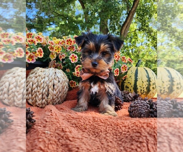 Medium Photo #2 Yorkshire Terrier Puppy For Sale in INDIANAPOLIS, IN, USA