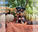 Small #1 Yorkshire Terrier