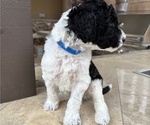Small #1 Poodle (Standard)