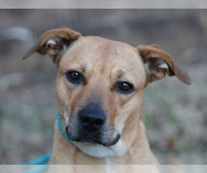 Black Mouth Cur-Unknown Mix Dogs for adoption in Cookeville, TN, USA