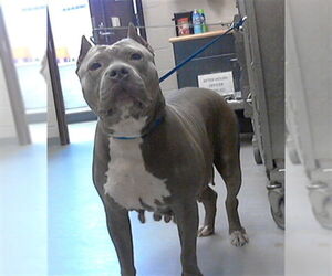 Mutt Dogs for adoption in Fayetteville, NC, USA