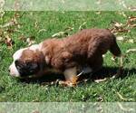 Small #2 Saint Bernard
