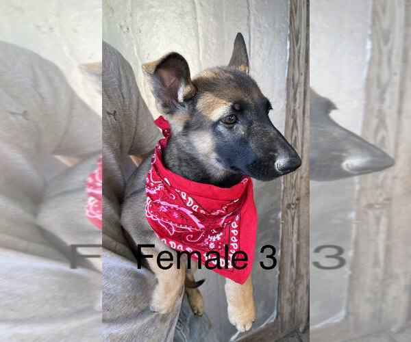 Medium Photo #4 German Shepherd Dog Puppy For Sale in LEXINGTON, TX, USA