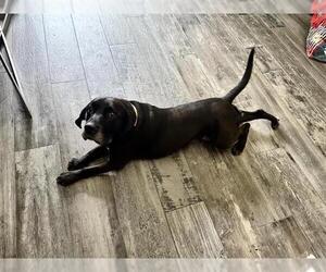 Labrador Retriever Dogs for adoption in Houston, TX, USA