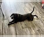 Small Labrador Retriever