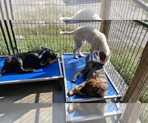 Medium Photo #7 Mutt Puppy For Sale in Sebec, ME, USA