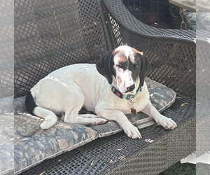 Pickle (Sacramento) - Female Basset Hound-Unknown Mix Dog for Adoption - Photo #11