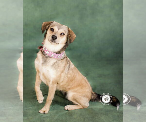 Medium Photo #4 Beagle-Unknown Mix Puppy For Sale in Newport Beach, CA, USA