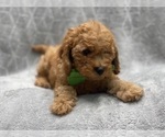 Small #9 Cavapoo