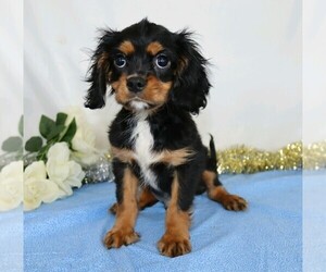 Cavalier King Charles Spaniel Puppy for sale in FREDERICKSBG, OH, USA