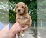 Puppy 3 Goldendoodle