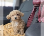 Small #41 Poodle (Toy)