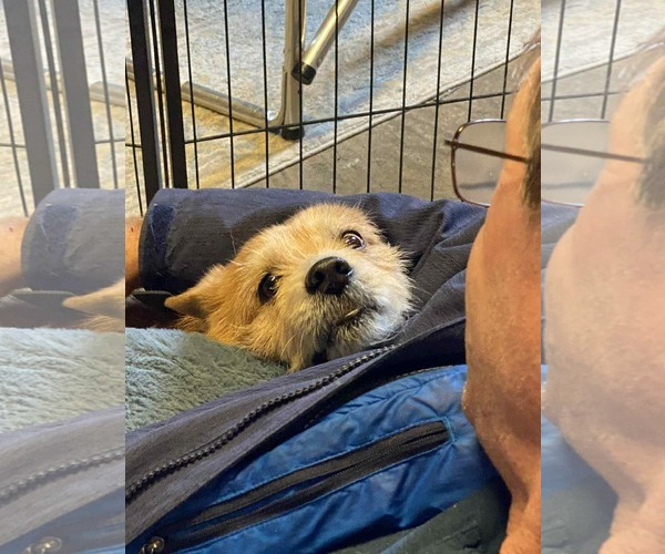 Medium Photo #7 Norwich Terrier-Unknown Mix Puppy For Sale in Arlington, VA, USA