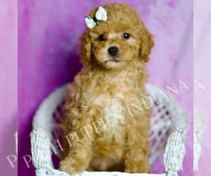 Medium Poodle (Toy)