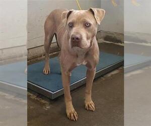 Mutt Dogs for adoption in Camarillo, CA, USA